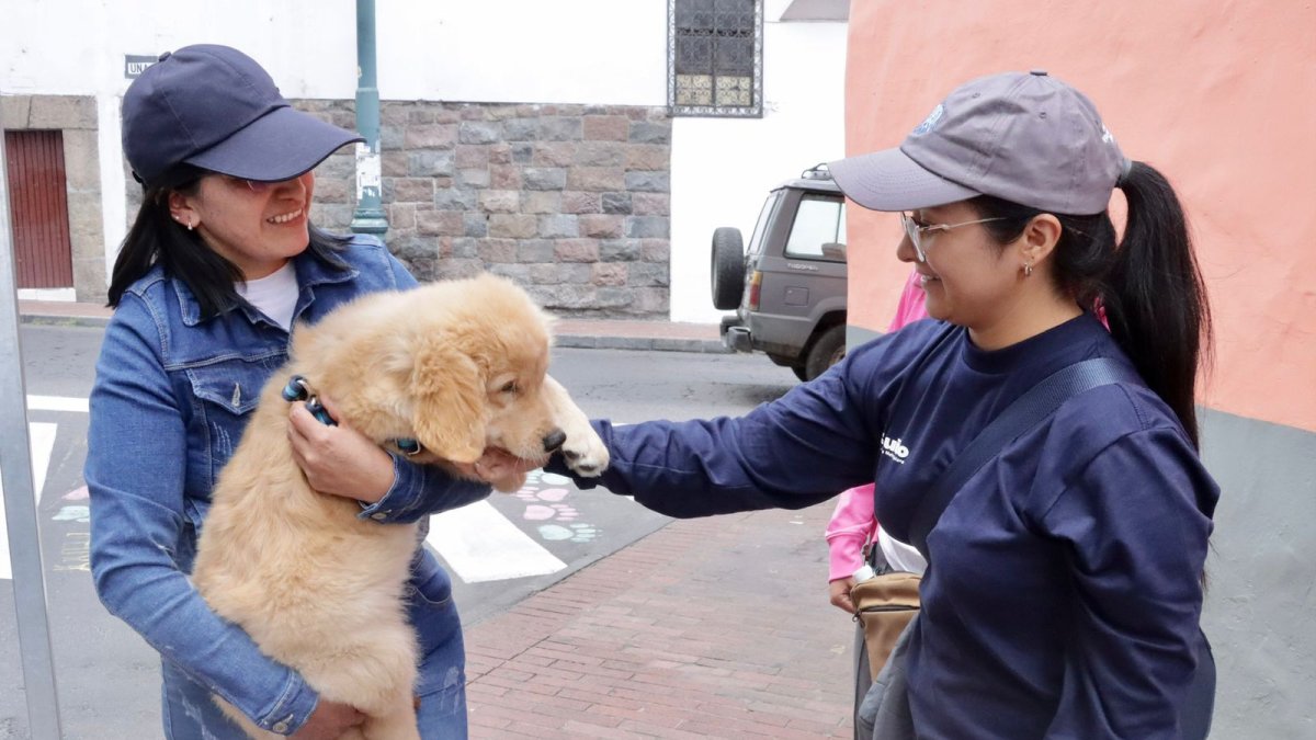 Se identificará la cantidad de perros y gatos que tienen tutor, y los que están en condición de calle.