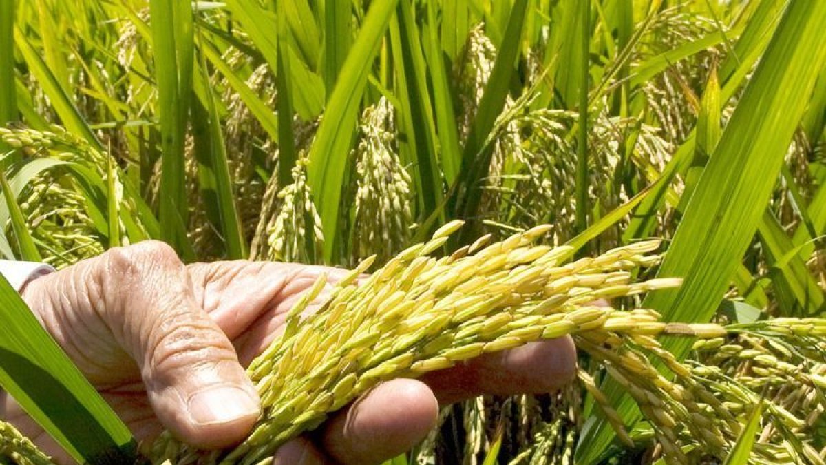 Los agricultores familiares son responsables del 80 % de la producción de los alimentos que se consumen en la región.