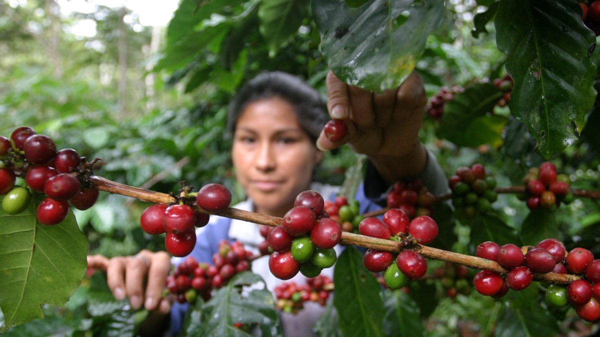 Una menor reserva y cosecha del producto están creando temores.