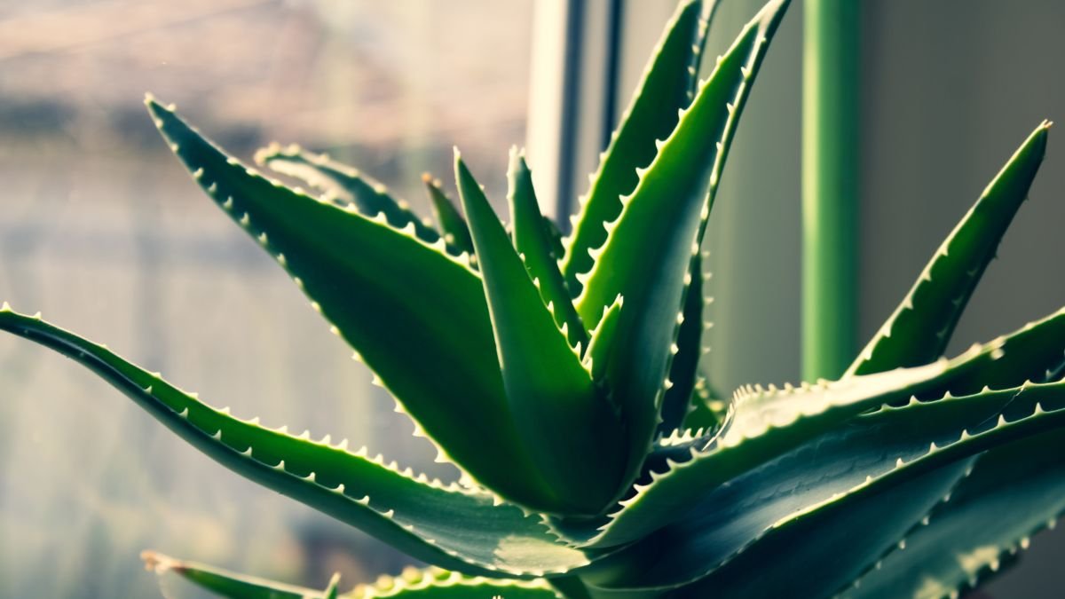 Aloe Vera: ¿por qué tener esta planta en tu hogar?