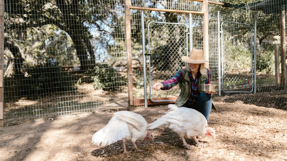 El consumo de pavo aumenta en las fiestas de Navidad y fin de año