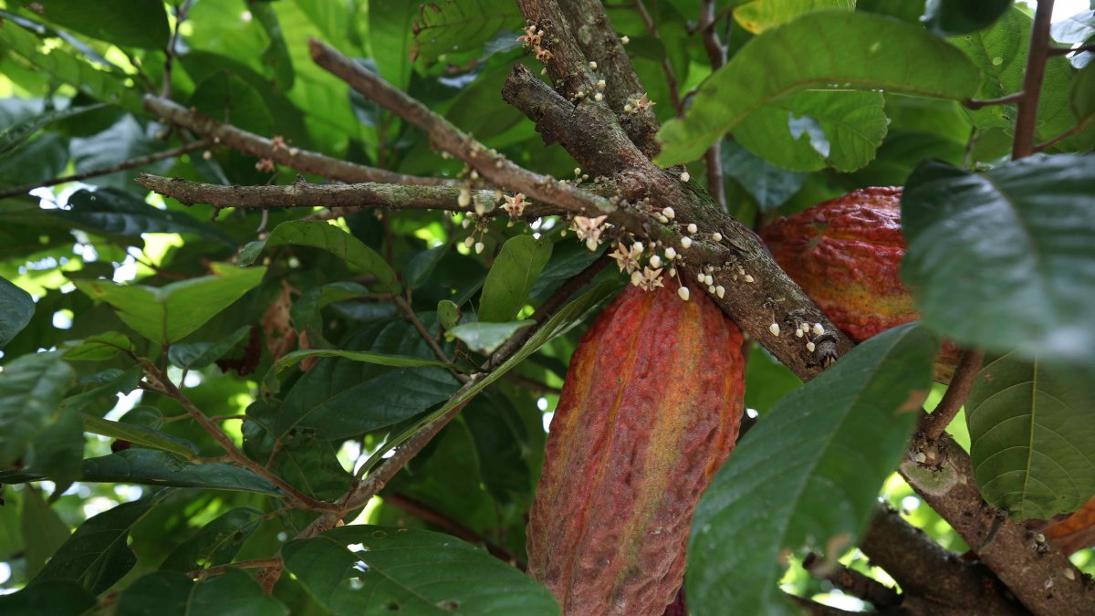 El precio del cacao ecuatoriano se calcula tomando como base el valor de la tonelada con entrega futura en diciembre en la bolsa de Nueva York.