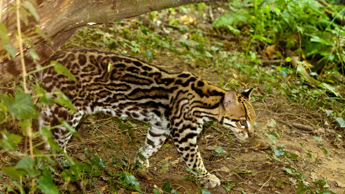 El tigrillo fue encontrado muerto en una urbanización de Vía a la Costa.