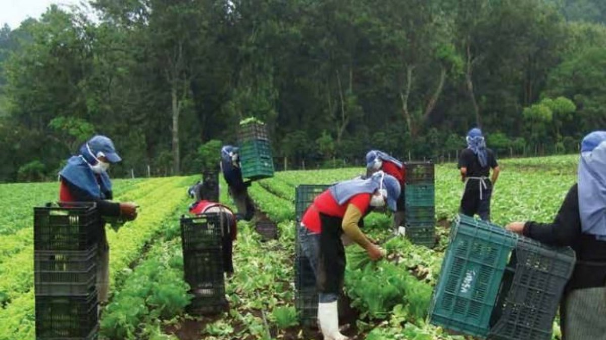 En Ecuador, el 44% de los adultos mayores (personas de más de 65 años de edad)  no reciben ingresos por trabajo. 