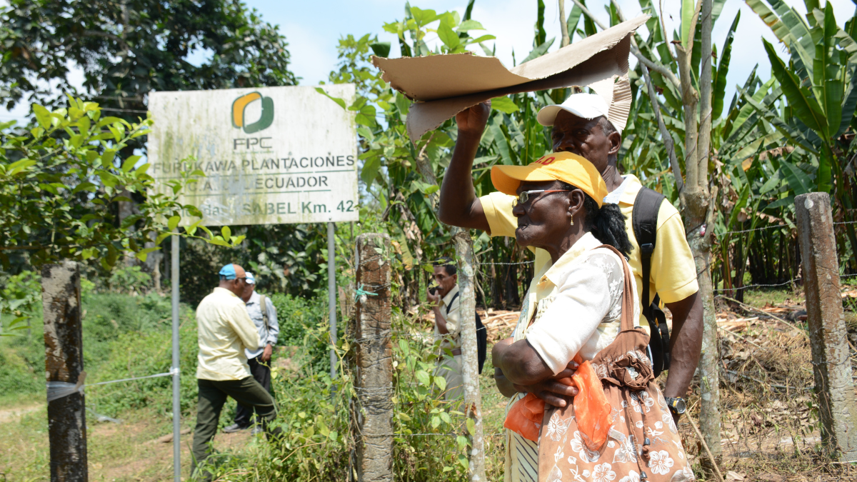 ecorrido por las plantaciones en FURUKAWA donde existen irregularidades en la zona .Foto del 6 Septiembre de 2019.