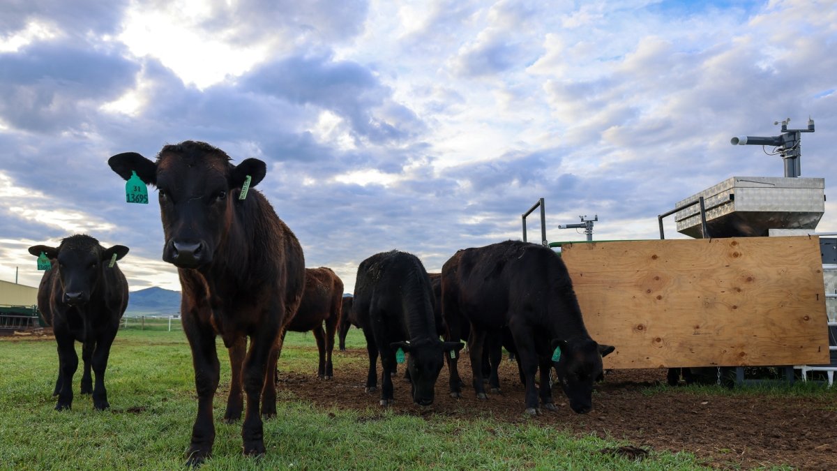  Novillos de vacuno pastan en una granja de Dillon, Montana.. Una máquina cercana libera un suplemento de algas marinas a la vez que mide las emisiones de metano del ganado. 