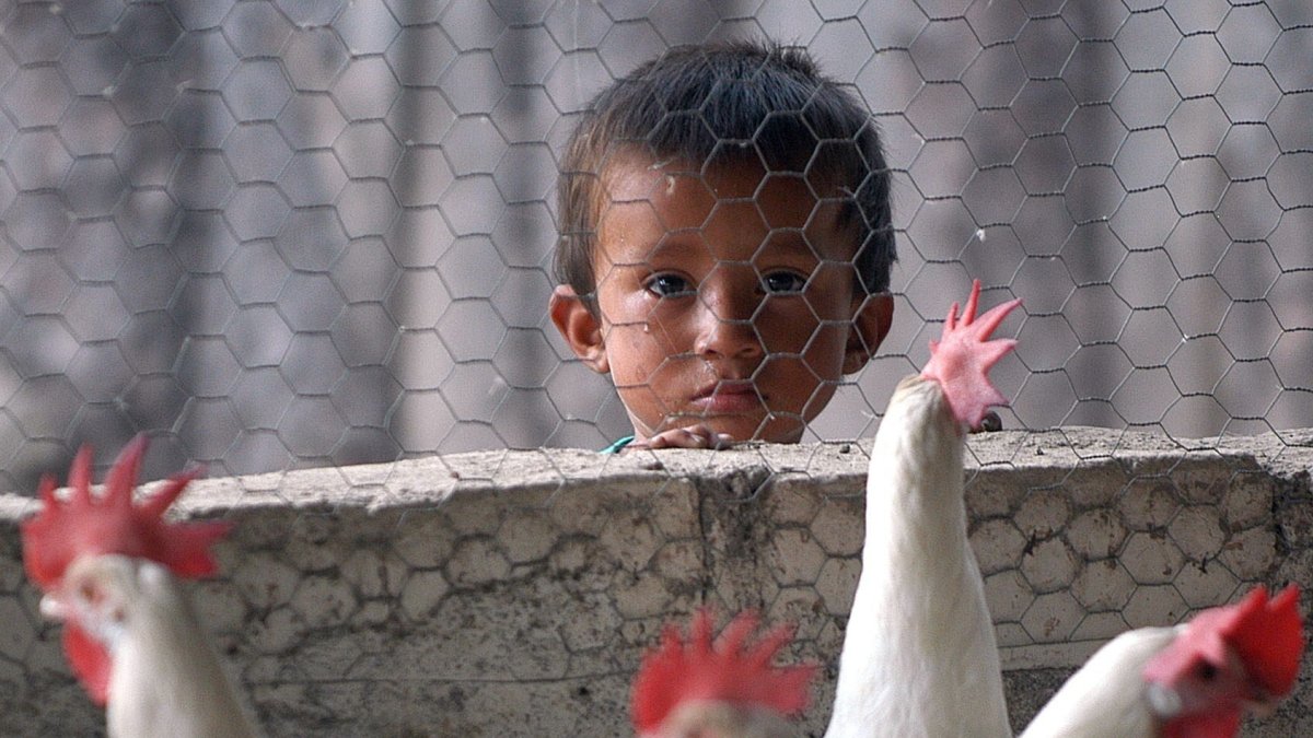 En la imagen de archivo se observa a las gallinas en una granja avícola. 