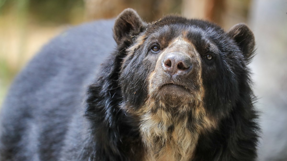 Fotografía de archivo de un oso de anteojos, también llamado oso andino.