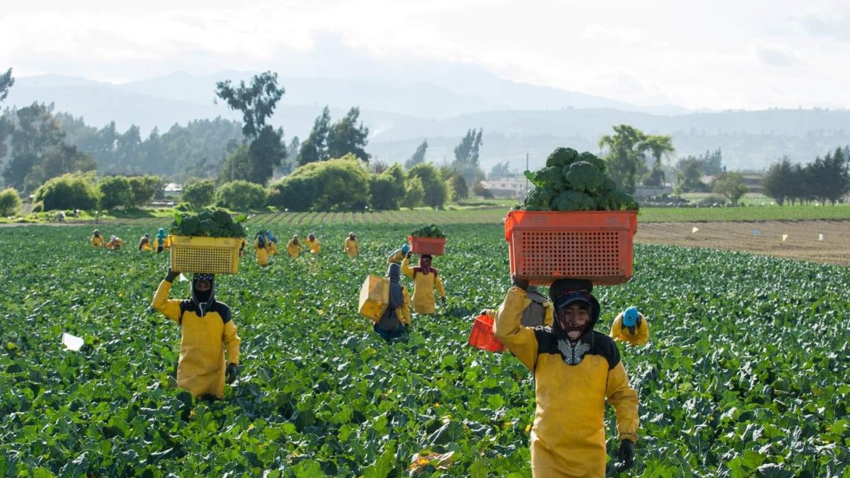 Por las vigilancias realizadas por las comunidades, las haciendas brocoleras no pueden sembrar mas plantas.