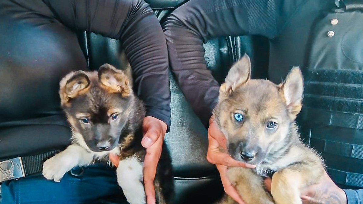 El caso fue dado a conocer en X.