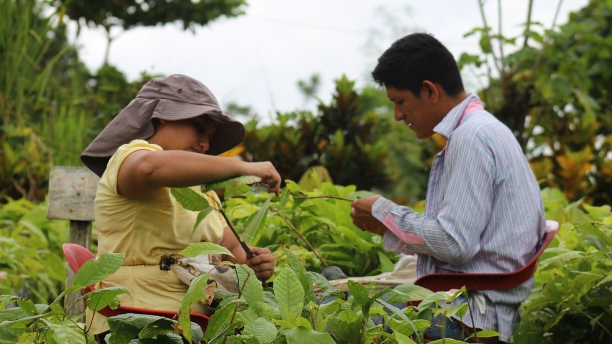 El precio del cacao ecuatoriano se calcula tomando como base el valor de la tonelada con entrega futura en diciembre en la bolsa de Nueva York