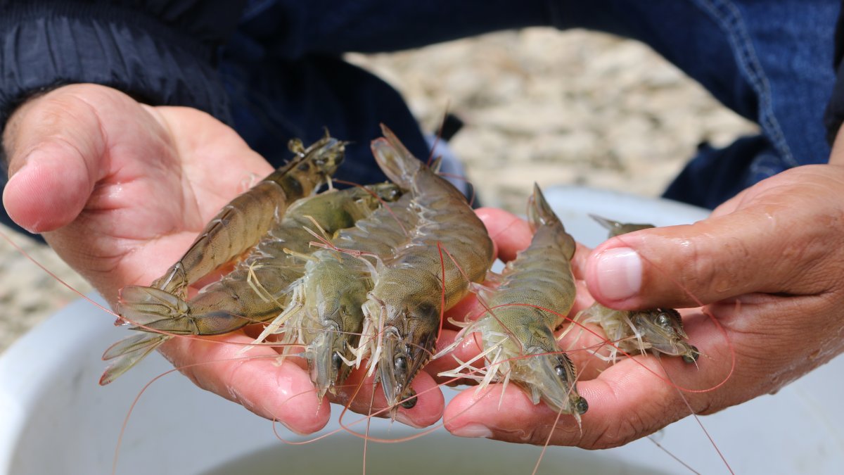 Brasil bloquea la importación de camarón desde Ecuador.