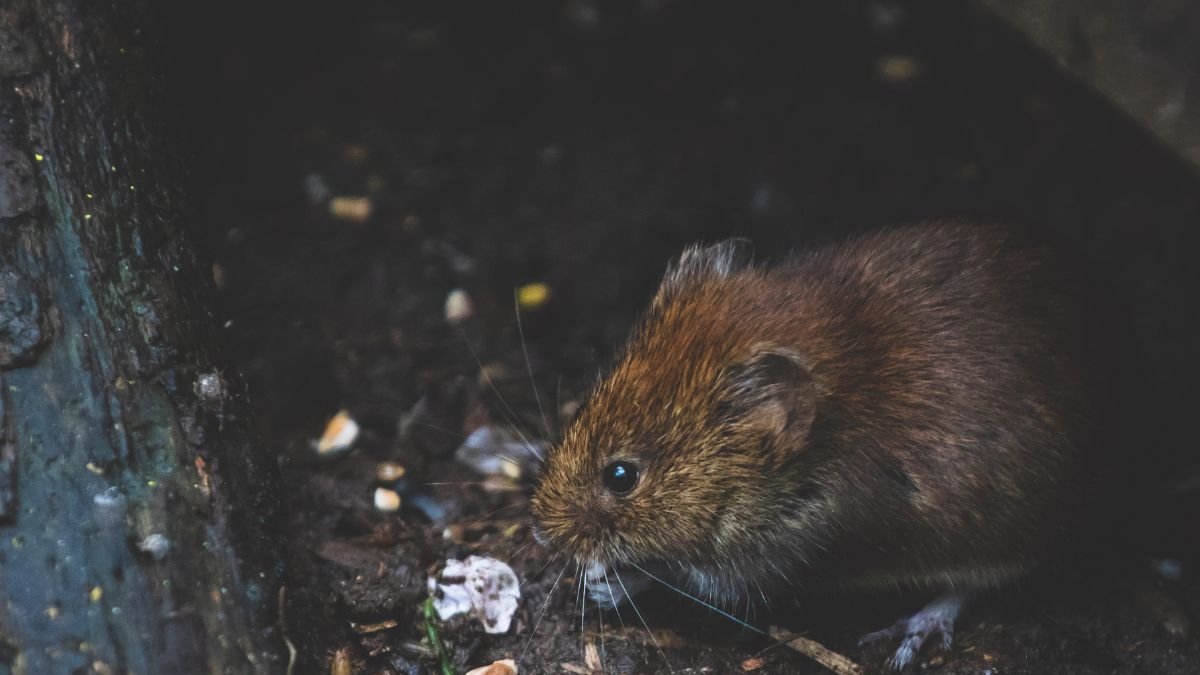 Distintos barrios de Guayaquil reportan esta problemática.