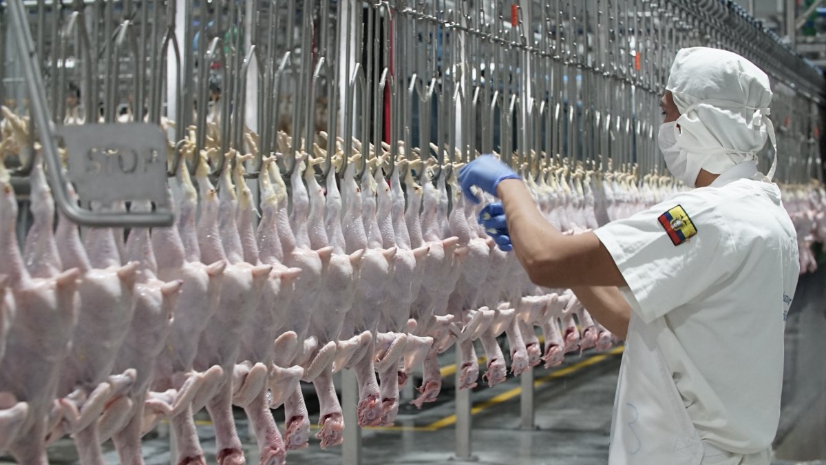 Conave inauguró nueva planta de faenamiento en octubre pasado.
