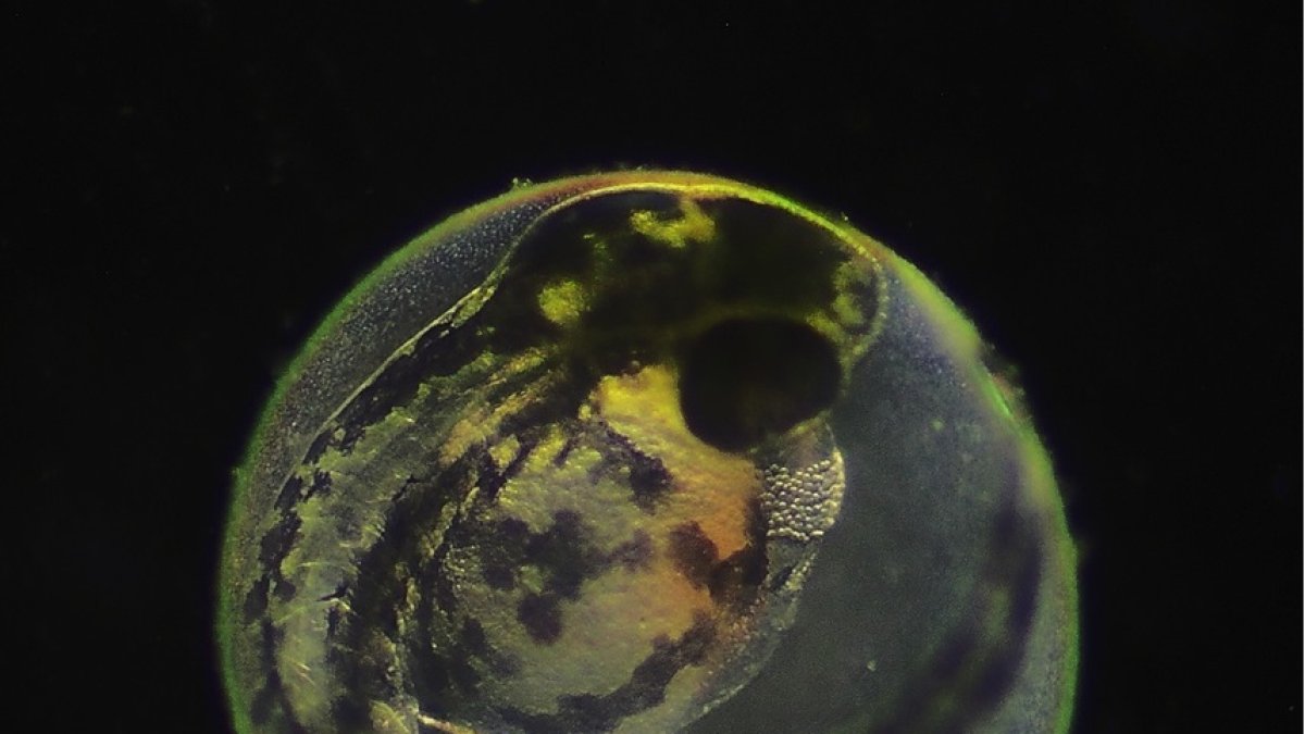 Fotografía de embrión de pez cebra, la especie con la que se ha hecho el estudio facilitada por Deodatta Gajbhiye/Universidad Hebrea de Jerusalén. 