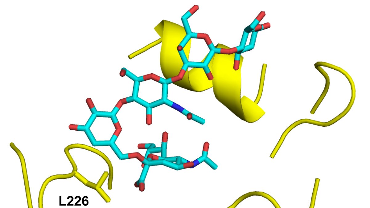 Lugar de unión al receptor del mutante Leu226 de la hemaglutinina A/Texas/37/2024 (amarillo) en complejo con el análogo del receptor humano LSTc (cian).