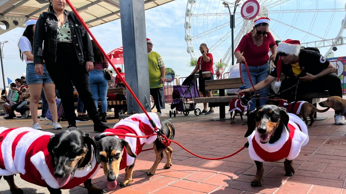 Los dueños de estos canes los vistieron con trajes navideños.