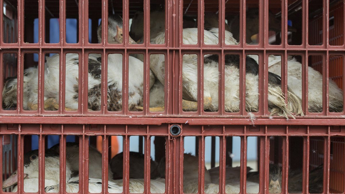 Aves de corral que son llevadas en jaulas a un matadero para evitar que se extienda una epidemia de gripe aviar.