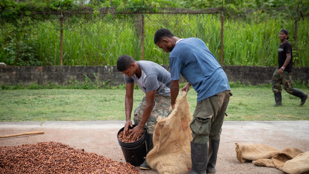 En el mercado se paga un referencial de $ 513 por quintal, por encima de los $ 100 del año pasado.
