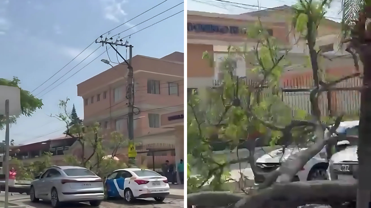 Un árbol cayó sobre dos vehículos en la avenida Las Monjas, en Urdesa, la mañana de este jueves 19 de diciembre.