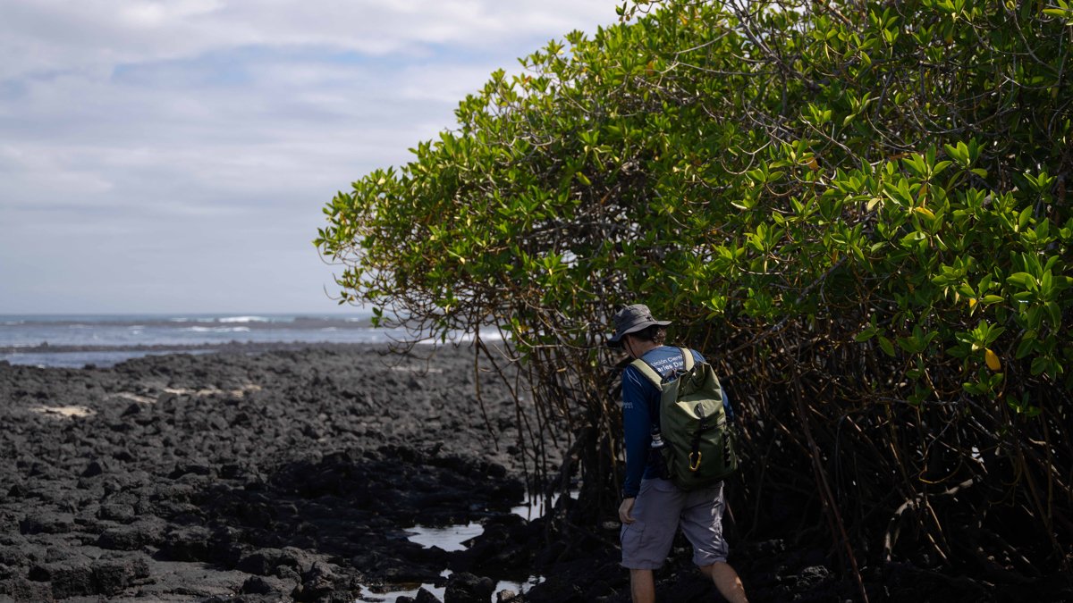 El biólogo español Nicolás Moity durante una inspección de manglares en las costas de las Islas Galápagos.
