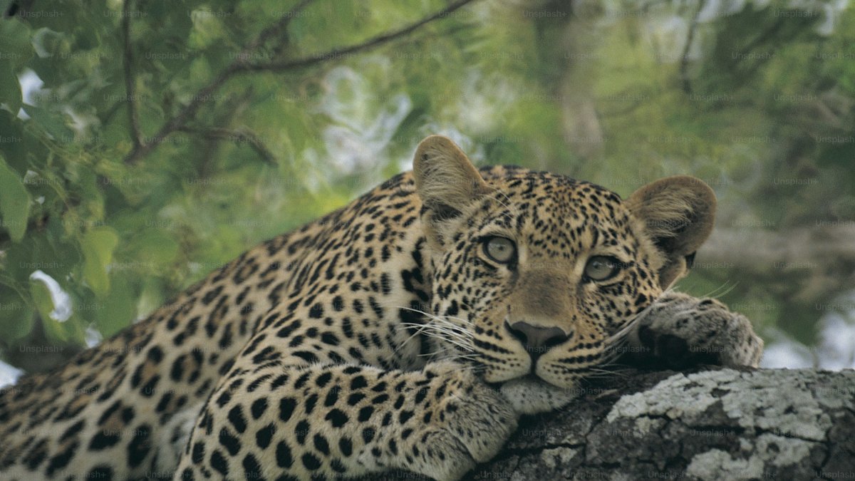 Deforestación. El jaguar enfrenta una amenaza de supervivencia.