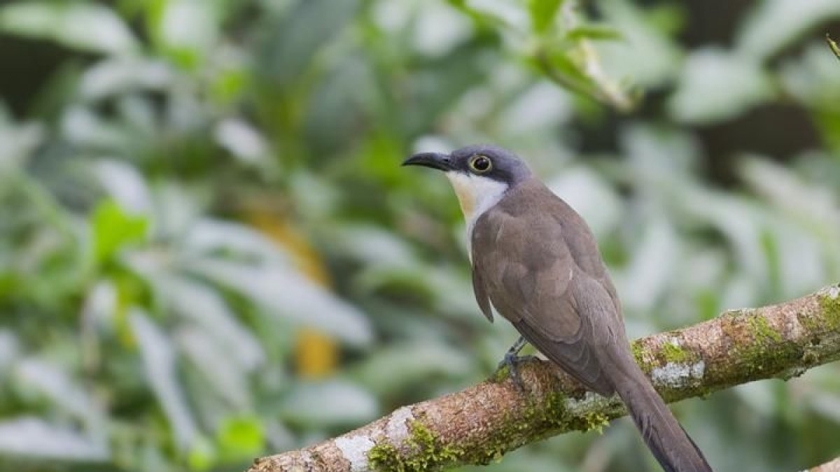 Este es el tipo de cucú (Coccyzus melacoryphus) halado en Samanes, en Guayaquil.