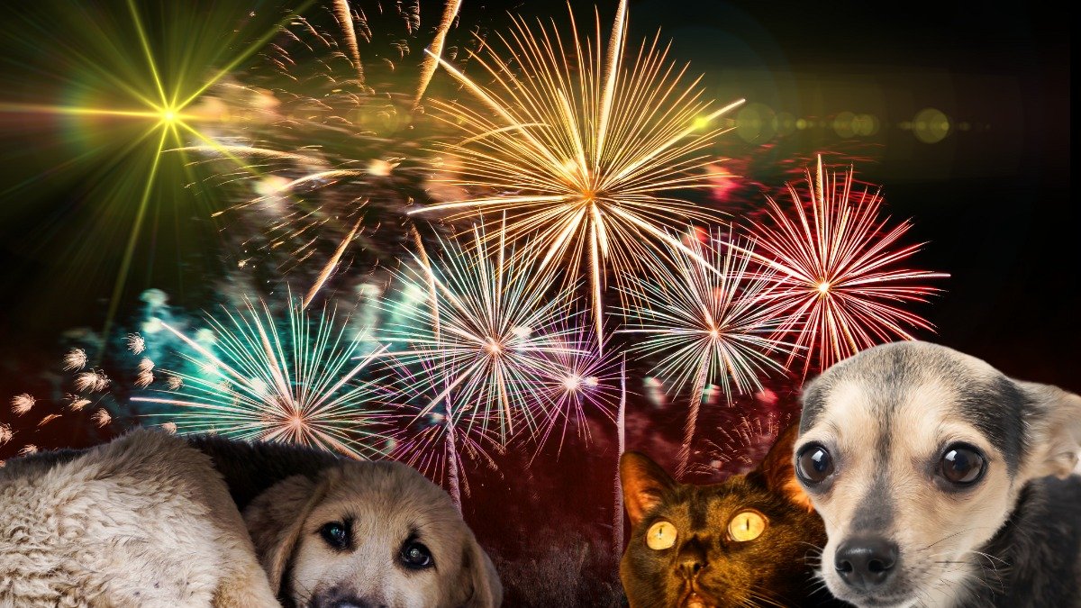 Aunque diciembre es un mes festivo, es también el mes en el que suelen registrarse más pérdidas de animales.