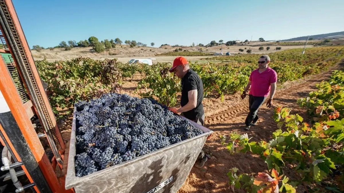 La producción de uvas se ha visto afectada por el cambio climático.