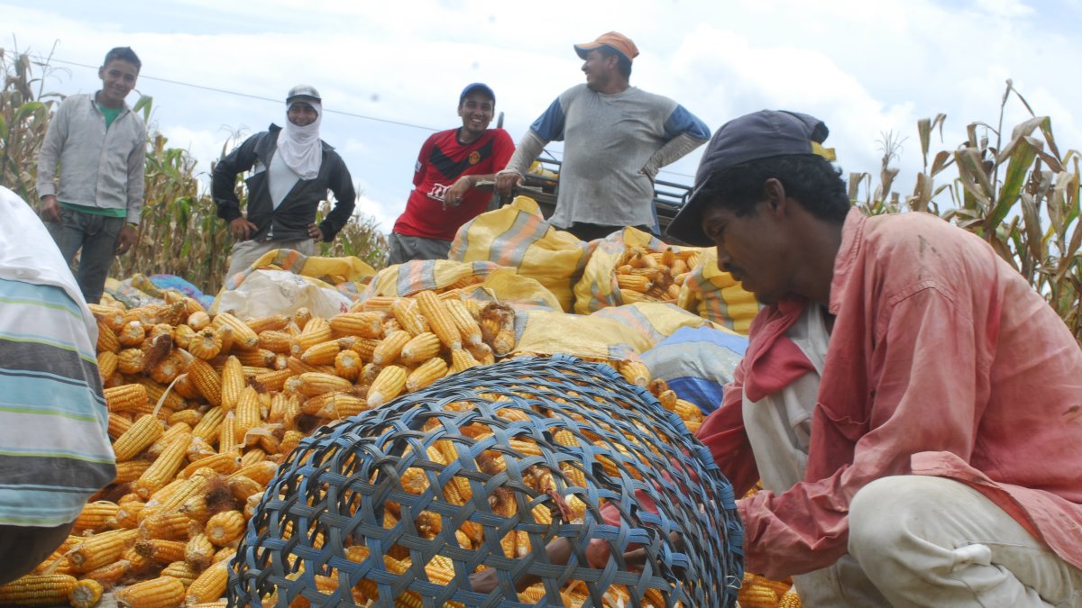 Cosecha. Un grupo de agricultores recogen las mazorcas del maíz.