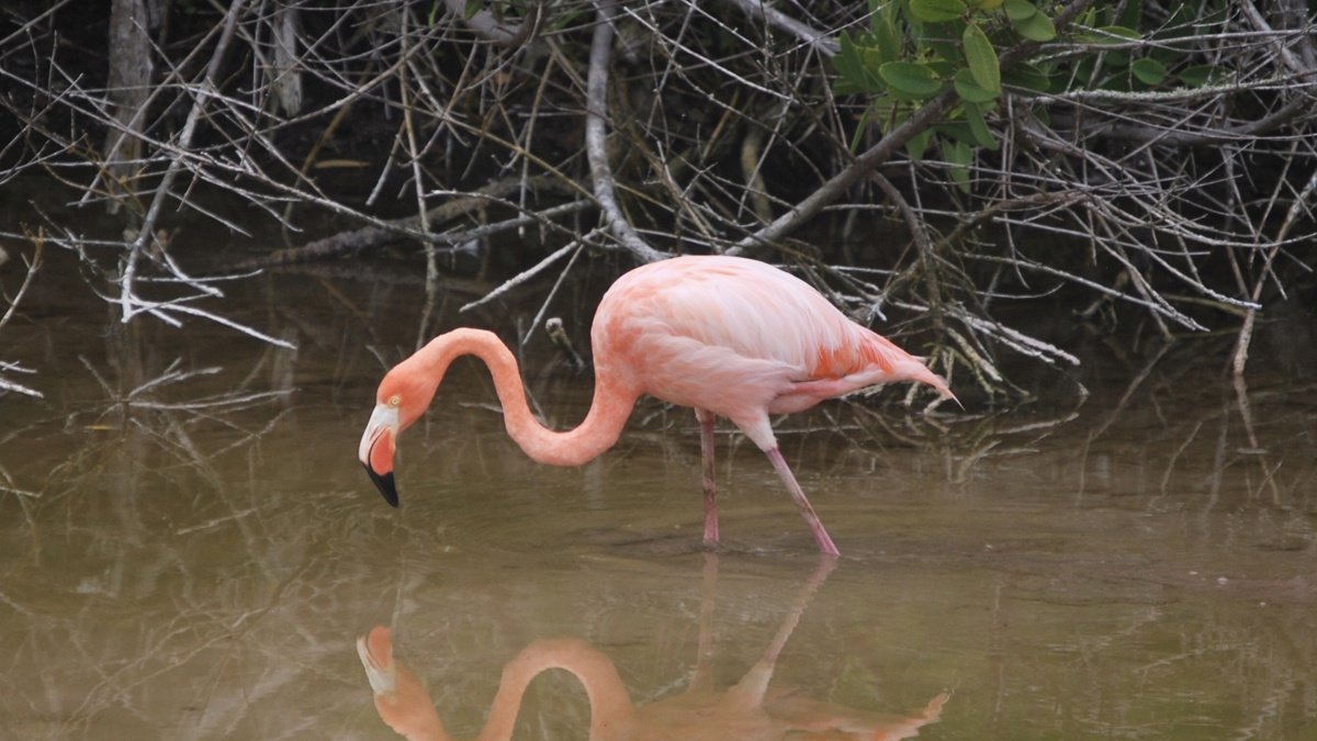 Un flamenco (Phoenicopterus ruber) de las Islas Galápagos en una laguna de Isabela.
