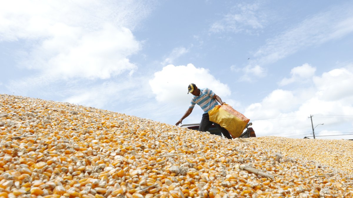 Cultivo. Un agricultor trabaja en la cosecha del maíz.