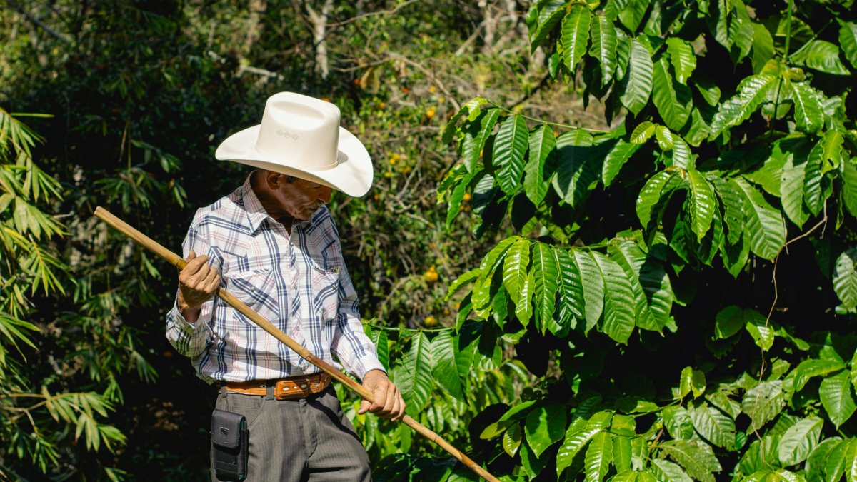 ONG se dedica a mejorar la producción de los pueblos indígenas.