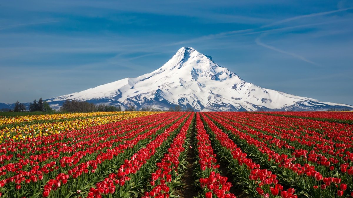 Monte Hood y extensas plantaciones de tulipanes, cerca de Woodburn, Oregon.