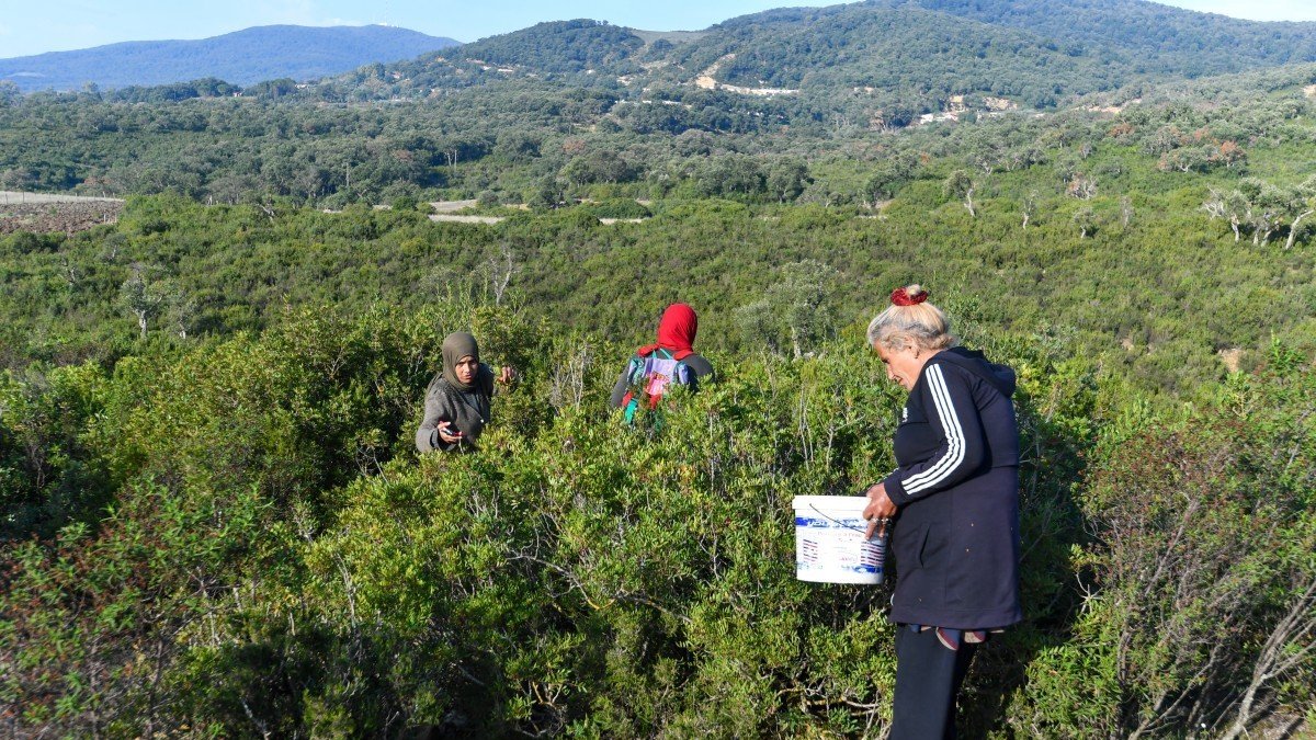 Las mujeres cosechan plantas aromáticas y medicinales en las montañas de la aldea de Tbainia, cerca de la ciudad de Ain Drahem, en el noroeste de Túnez.