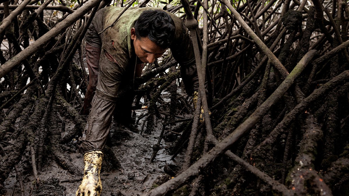 Vinculación. La UTPL trabaja en proyectos de preservación del manglar.