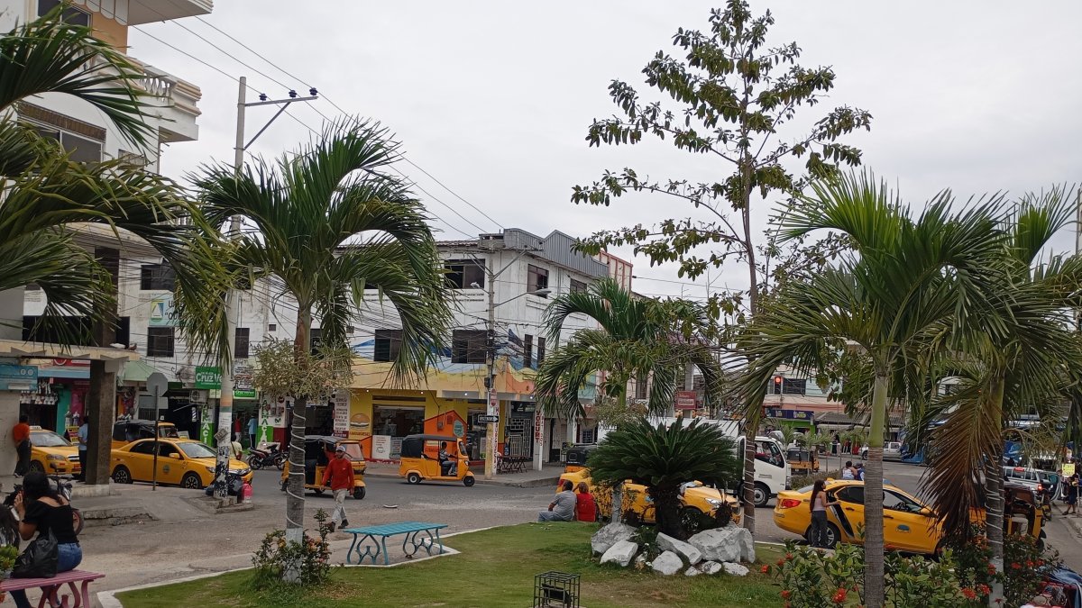 Vista. Embellecen el área urbana con plantas maderables.