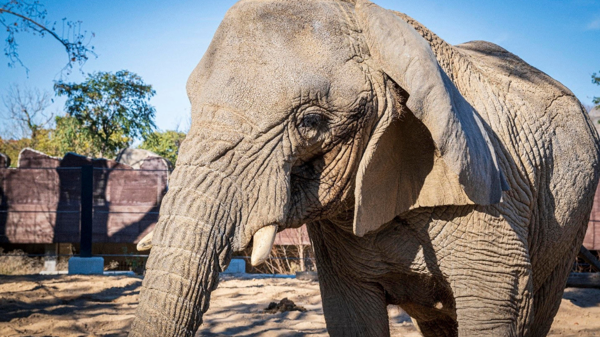 Imagen de archivo de la elefanta africana Yoyo