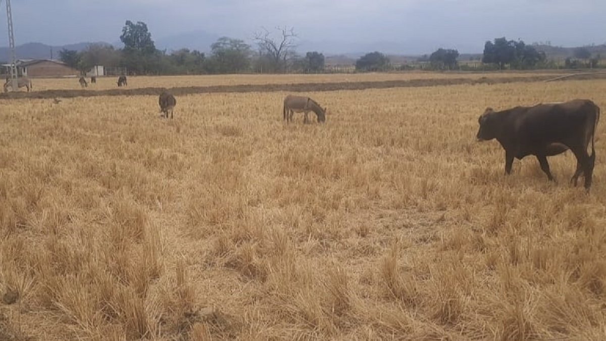 El cantón Zapotillo, ubicado en la provincia de Loja, enfrenta una de las sequías más críticas de los últimos años.