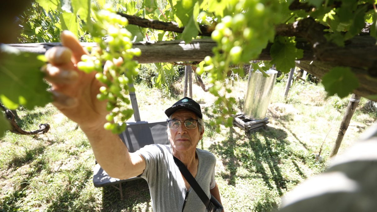 José Césped mostrando uvas con las que se produce el txacoli en O`higgins, Rancagua (Chile).