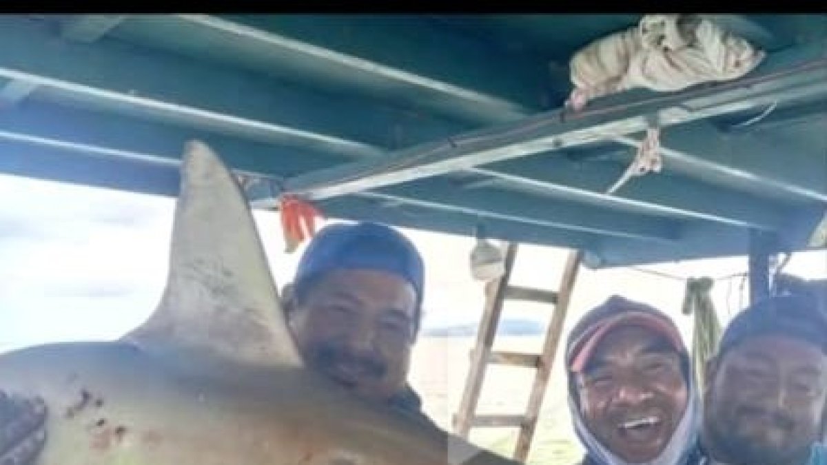 El Parque Nacional Galápagos denunció a unos pescadores exhiben a un tiburon martillo