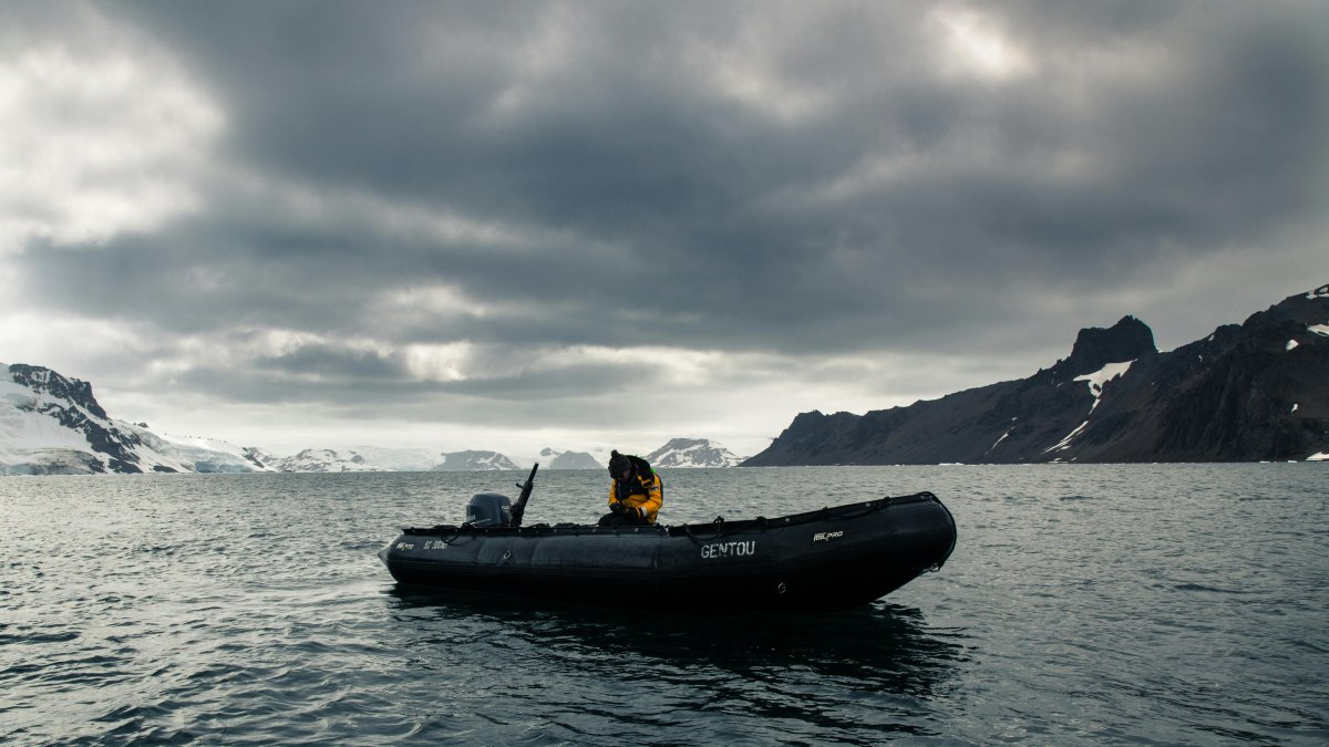 La ONG se dedica a la conservación y protección de la fauna marina