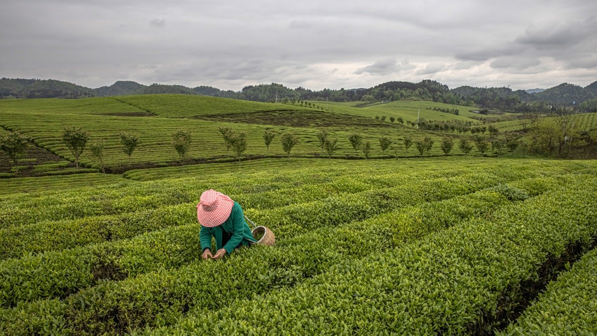 Una mujer cosecha hojas de té en una plantación en Yongxing, cerca de la ciudad de Zunyi, en la provincia central de Guizhou, China.