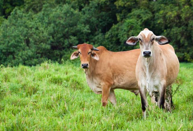 Ecuador abre el mercado de Egipto para exportar carne bovina congelada