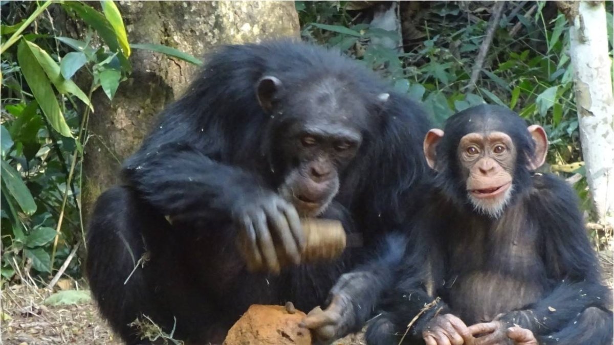 Una chimpancé hembra adulta, Fanle, parte una nuez de palma aceitera con un martillo de piedra y un yunque mientras su hijo pequeño, Flanle, mira a la cámara.