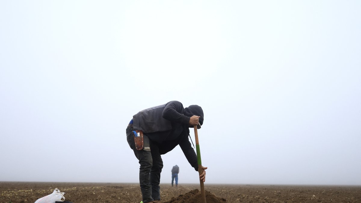 California. Un trabajador indocumentado de Honduras excava con una pala en un campo de melones.