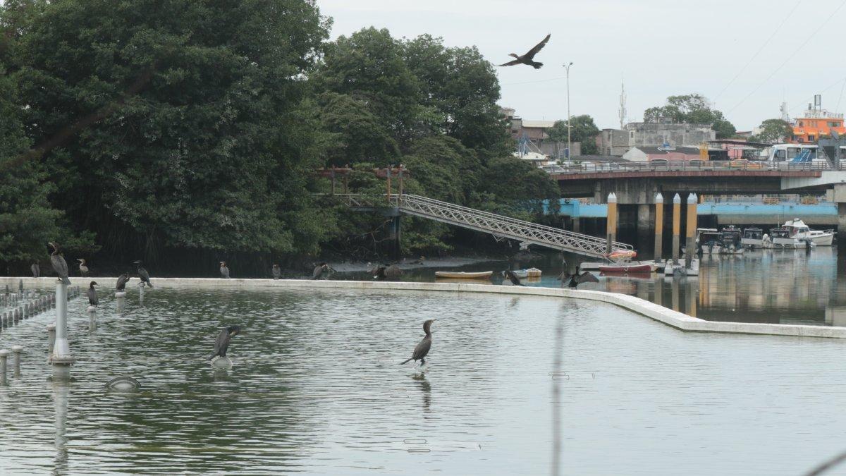El estero Salado es un ecosistema tener en cuenta para próximas intervenciones.