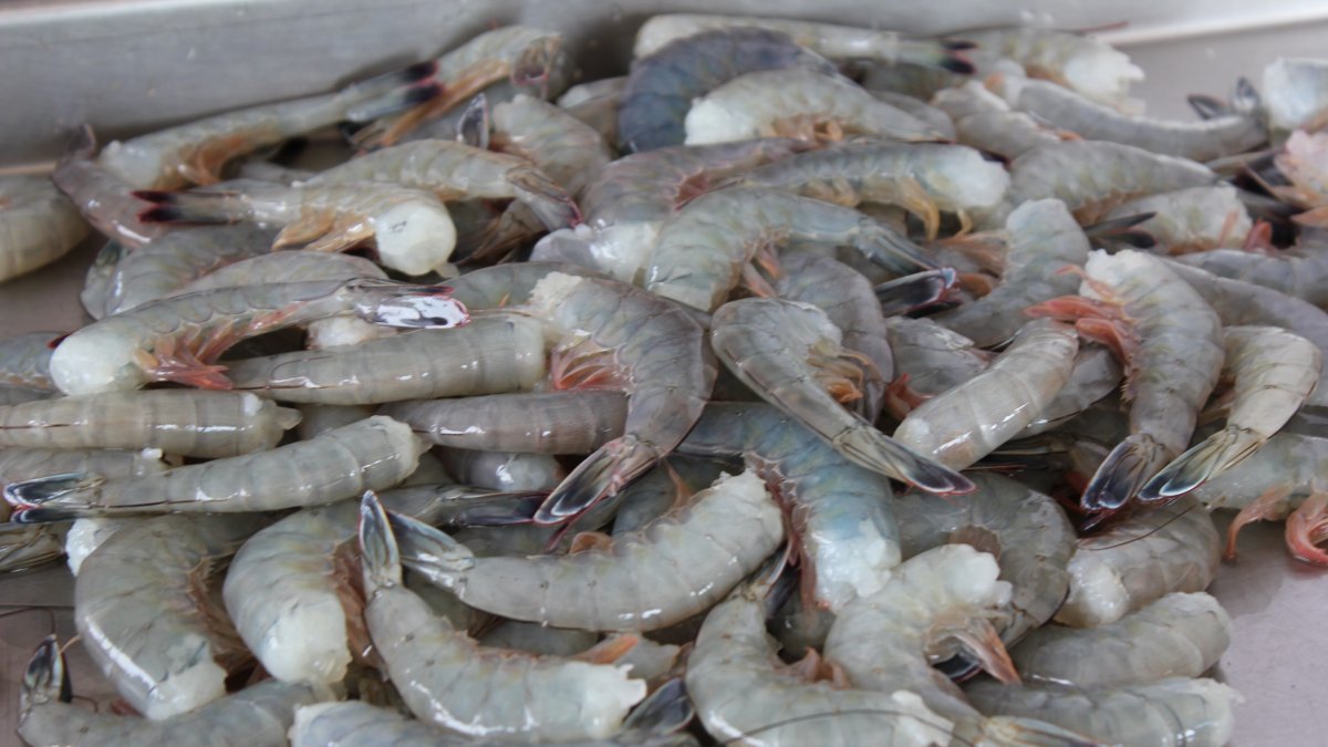 Las ventas externas de camaron sumaron $3.462 millones, entre enero y mayo de 2025, según datos del Banco Central del Ecuador.