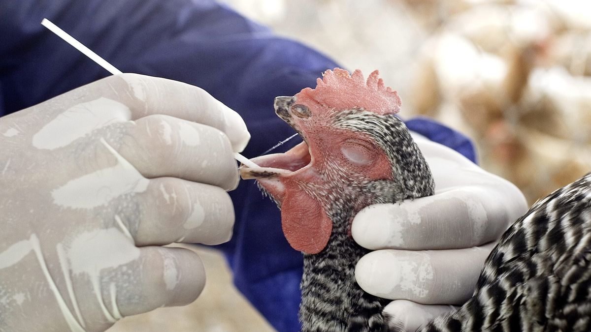 Un ave de una granja de Miami, Florida