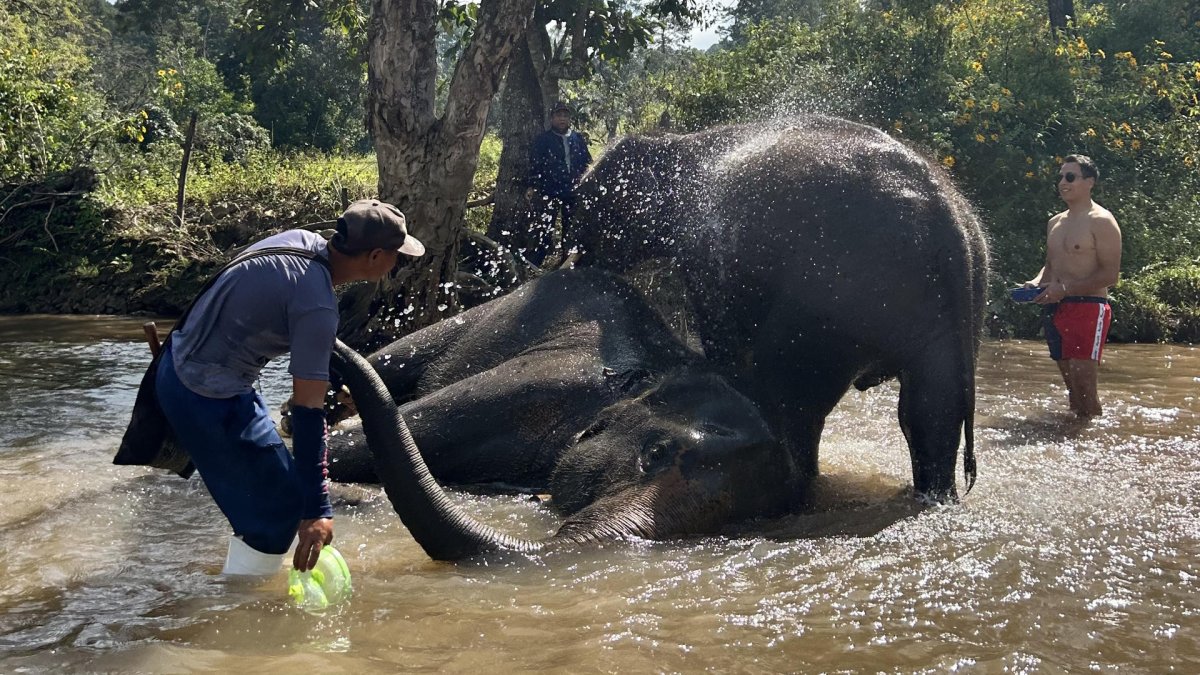 Unos turistas aparecen bañándose junto a elefantes en Chiang Mai.